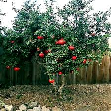 20 Dwarf Pomegranate Tree Seeds – Punica granatum "Nana", Indoor/Outdoor Fruit Plant, Bonsai Friendly