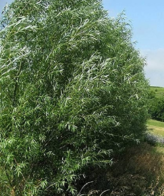 100 Austree Hybrid Willow Tree 8” Unrooted Cuttings – Fast Growing, Easy to Root, Ideal for Privacy Hedges, Salix matsudana x alba