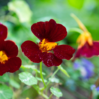 Black Velvet Nasturtium (Tropaeolum majus) – Striking Dark Flowers, Edible Blooms, Ideal for Gardens and Containers