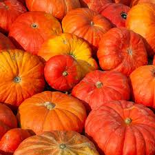 10 Seeds Cinderella Pumpkin (Cucurbita maxima) – Heirloom Rouge Vif d'Etampes Variety