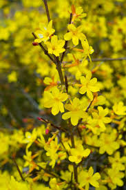 5 Chinese Winter Jasmine Cuttings - 12”+ Bright Yellow Flowers - Fast-Growing Vine, Zone 6-10, Perfect for Winter Gardens