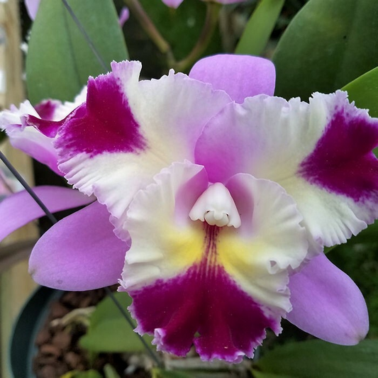 C. Mari's Song x C. Platinum Sun 'Pachara Fancy' Orchid | Live Potted Starter Plant | Multicolor Cattleya | Tropical Indoor/Outdoor