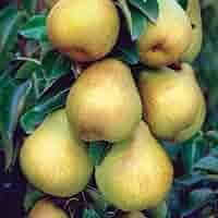 3 Luscious Pear Tree Scions - Unrooted Cuttings for Grafting & Rooting - 10-12" Long - Pyrus communis - Premium Pear Rootstock