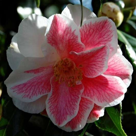 Mike Witman Camellia Japonica | Rare Bicolor Bloom | Live Starter Plant | Evergreen Shrub | All-Season Beauty | USDA Zone 7-10