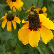 100mg Clasping Coneflower Seeds (Dracopis amplexicaulis) - Vibrant Native Wildflower for Pollinators