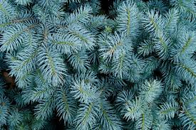 50 Seeds Picea pungens 'Glauca NM Carson' (Colorado Blue Spruce) for Planting | Ornamental Evergreen Tree for Landscaping