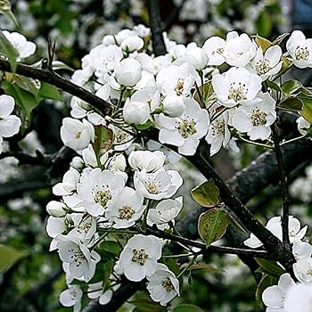 10 European Pear Tree Seeds (Pyrus communis) – Hardy Fruit Tree, White Spring Blossoms, USDA Zones 5-8, Fast-Growing Ornamental