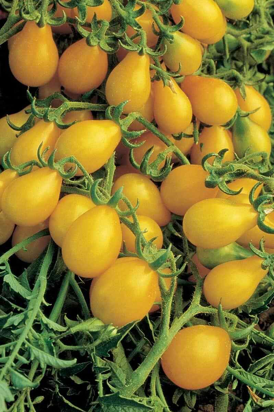 30 Yellow Pear Tomato Seeds – Heirloom, Sweet & Juicy, Non-GMO, Prolific Vine, Easy to Grow