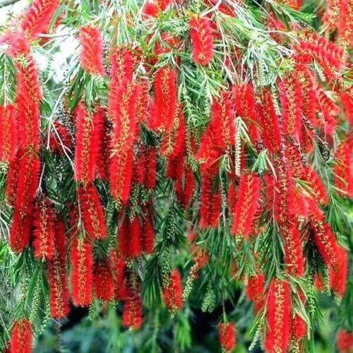 100 Weeping Bottle Brush Seeds (Callistemon viminalis) | Fast Growing Red Flower Tree, Australian Native, Vibrant Landscaping Plant