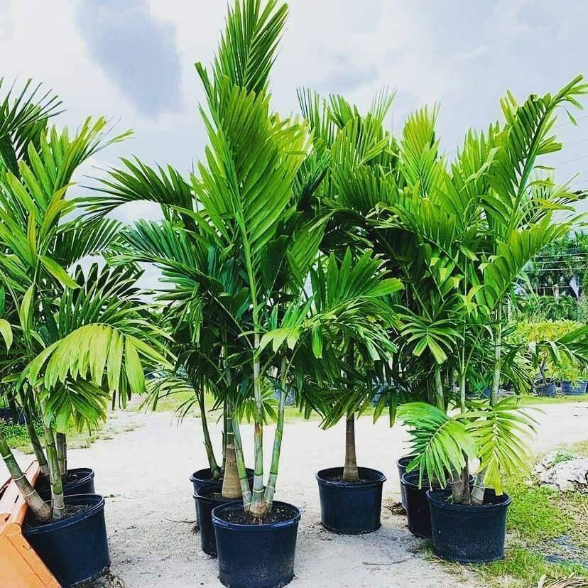 6 Alexander (Solitaire) Palm Tree Seedlings | Live Bare Root Starter Plants 4-7" Tall | Tropical, Self-Cleaning | Easy-Care Landscaping