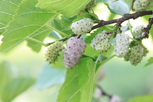 10pcs White Mulberry (Morus alba) Unrooted Cuttings 6-8", Edible Fruit Tree Cuttings, Grow Your Own Mulberry, Perfect for Gardens & Orchards