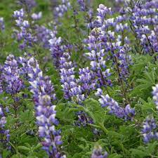 Lupinus succulentus Arroyo Lupine Seeds – 25+ Beautiful Blue-Purple Wildflowers for Gardens & Pollinators