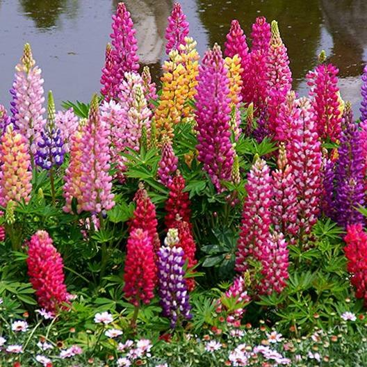 50 Seeds Russell Lupine Mixed Colors Perennial (Lupinus polyphyllus), Attracts Hummingbirds & Bees, Non-GMO, Beautiful Garden Flowers