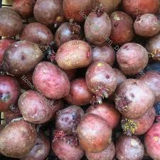 12 Red Idaho Seed Potatoes - Organic, Ready to Grow - Rich in Vitamins, Perfect for Home Gardens