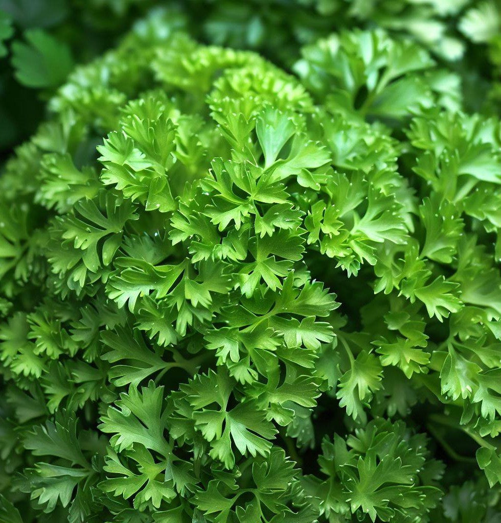 1g Parsley Dark Green Italian Giant Seeds | Petroselinum crispum | Heirloom, Non-GMO Herb | Robust & Flavorful