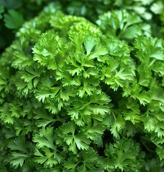 1g Parsley Dark Green Italian Giant Seeds | Petroselinum crispum | Heirloom, Non-GMO Herb | Robust & Flavorful