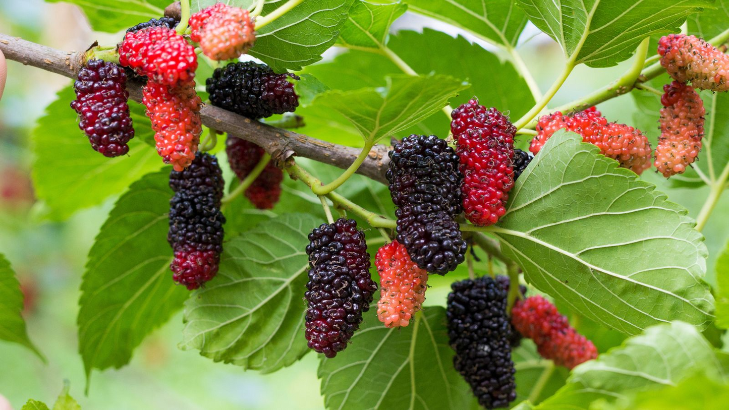 50 Black Mulberry Tree Seeds (Morus nigra), Sweet Edible Fruits, Hardy Tree, Fast Growing, Backyard Fruit, Garden Starter, Mulberry Bush