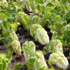 Chinese Cabbage Matsushima Seeds – 500mg for Planting, Brassica Rapa Pekinensis, Sweet & Crisp, Fast Growing, Cold Hardy, Garden Container