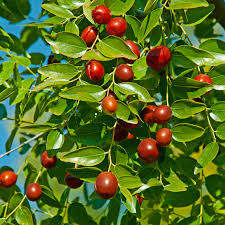 Jujube Tree 15” Lang Chinese Red Date - Bare Root Ready to Plant - Sweet Fruit Tree, No Pot