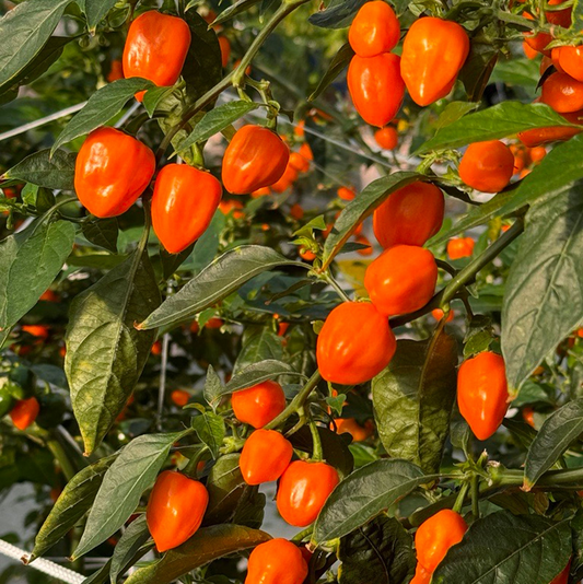 20 Seeds Orange Habanero Pepper – Capsicum chinense, Fiery Heirloom Hot Pepper