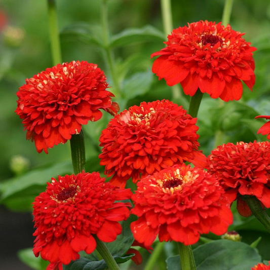 100+ Zinderella Red Zinnia Seeds – Unique Scabiosa-Type Blooms for Garden Planting, Bold Double Red Flowers – USA