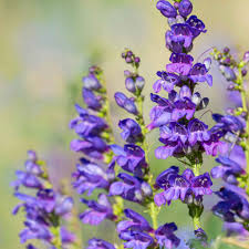 Sidebells Penstemon Seeds – Penstemon secundiflorus – 100mg for Planting, Native Wildflower, Lavender Blooms, Silvery Foliage