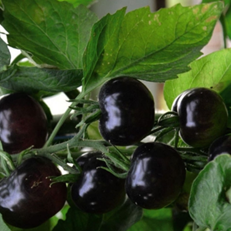 30 Seeds Black Cherry Tomato – Solanum lycopersicum, Sweet Heirloom Cherry Tomato