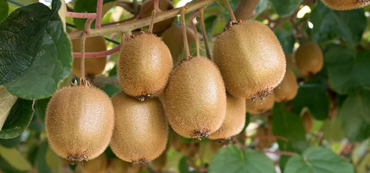 50 Golden Kiwi Seeds (Actinidia chinensis), Fast Growing Edible Fruit Vine, Sweet Kiwifruit, Garden Starter, Backyard Vine, High Yield