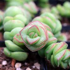 Crassula 'Jade Necklace' Rare Succulent Plant - Easy Care, 8" Tall, Perfect for Terrariums & Gifts, Star-Shaped Winter Flowers