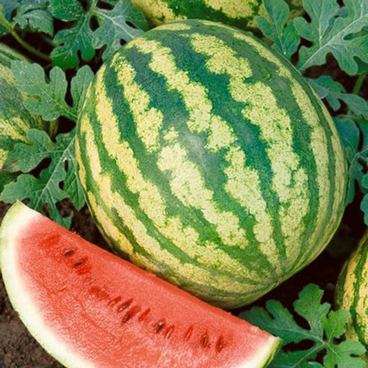 Crimson Sweet Watermelon Seeds | Heirloom, Non-GMO | Super Sweet | 15-35 lbs | 85 Days | USDA Zones 3-10 |