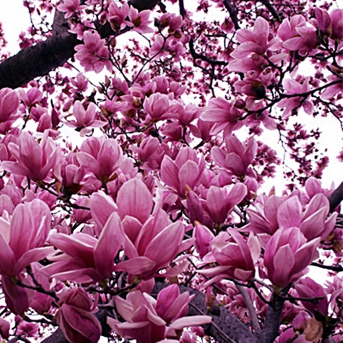 10 Magnolia Lily Seeds (Magnolia liliflora) | Pink Flowering Tree, Beautiful Blooms, Hardy Perennial for Garden & Landscape