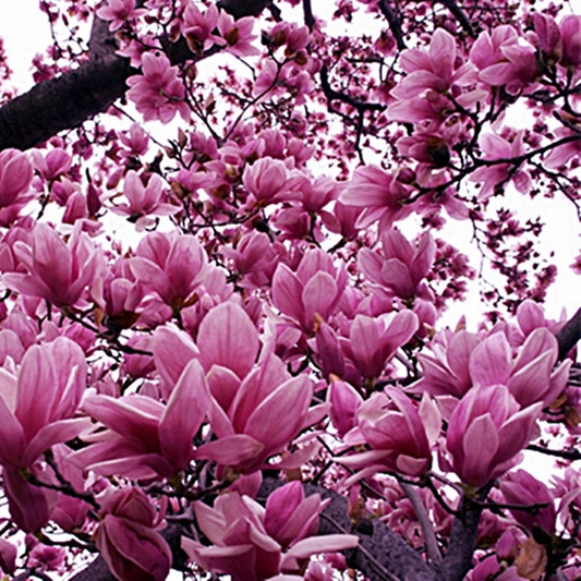 10 Magnolia Lily Seeds (Magnolia liliflora) | Pink Flowering Tree, Beautiful Blooms, Hardy Perennial for Garden & Landscape