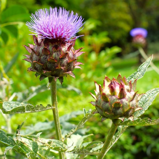 Cardoon Seeds | Heirloom Non-GMO | Mediterranean Delicacy | 2-5 Feet Tall | USDA Zones 7-11 |