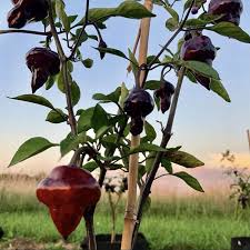 15 Purple UFO Pepper Seeds – Unique Heirloom, Mildly Spicy & Sweet, Non-GMO