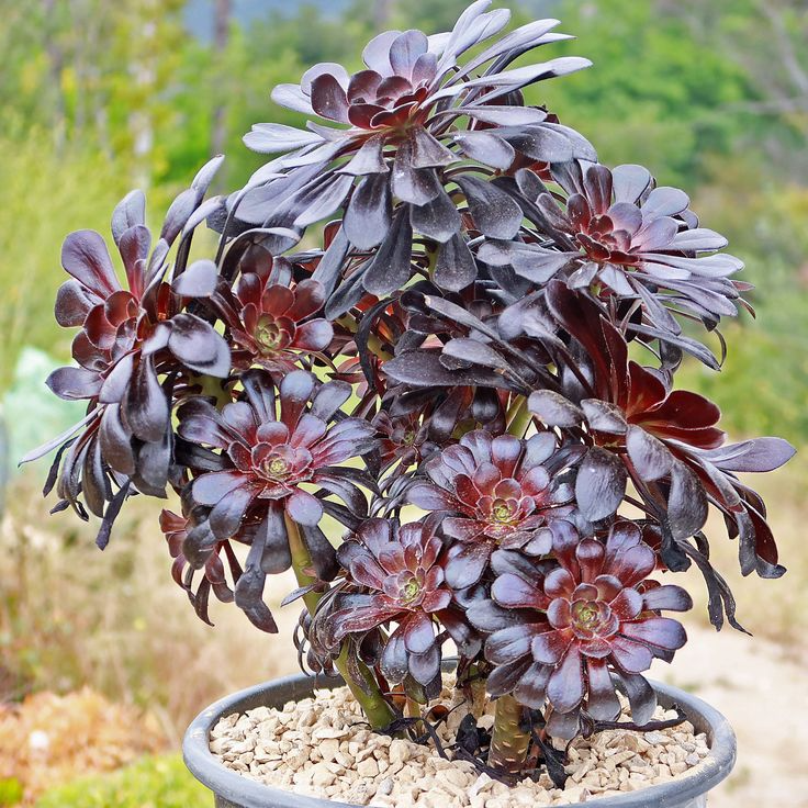 5 Black Rose Aeonium Arboreum Zwartkop Unrooted Cuttings 4"-6" – Succulent Cactus, Unique Black Succulent, Easy to Grow, Hardy Aeonium