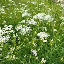 Caraway Seeds – 1g for Planting, Heirloom Variety, Fragrant Flavorful, High Yield, Biennial Herb, Garden & Container, Culinary Spice