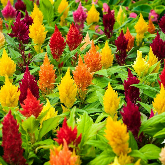 200 Seeds Celosia Plumosa LILLIPUT KEWPIE Mix, Dwarf Variety for Borders & Containers, Non-GMO, Vibrant Color, Easy to Grow, Annual Flowers