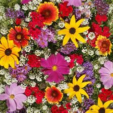 500 Seeds Wildflower Mix Honey Bee Heirloom Flowers Pollinators Non-GMO, Bee-Friendly, Easy to Grow, Garden Flowers, Perennial Blend