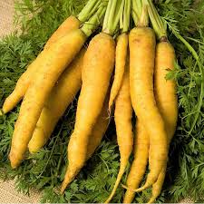 Solar Yellow Carrot Seeds | Heirloom Non-GMO | Sweet & Crunchy | Bright Yellow Roots |