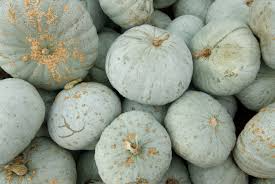 Blue Hubbard Squash Seeds | Heirloom Winter Squash | Sweet Orange Flesh | Non-GMO |