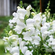 Antirrhinum majus Royal Bride Snapdragon Seeds – 1000+ Pure White Fragrant Blooms for Garden & Bouquets