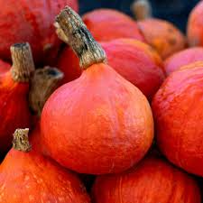 Japanese Red Kuri Squash Seeds | Heirloom, Non-GMO | 3-7 lbs | Sweet & Nutty Flavor | 92 Days to Maturity |
