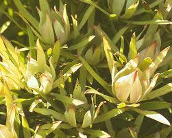 Leucadendron salicifolium Seedling 6+" Tall | Willow-Leaved Protea Plant | Rare South African Shrub | Ready to Transplant