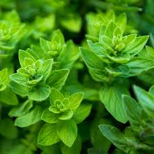 2000 Seeds Italian Oregano (Origanum vulgare) – Aromatic Culinary Herb for Gardens, Pots & Spice Racks