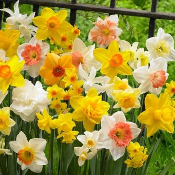 20 Live Perennial Bare Root Plants Yellow Daffodils, Narcissus Bulbs, Bright Spring Flowers