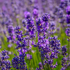 100 Seeds Vera Lavender (Lavandula angustifolia) – Non-GMO, Heirloom, Aromatic Herb, Perfect for Garden & DIY Projects, Organic Planting