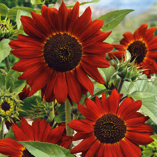 1g Velvet Queen Sunflower Seeds - Helianthus annuus, Deep Red Blooms for Striking Gardens