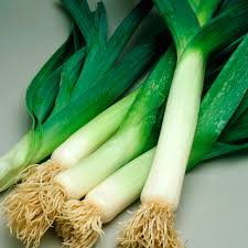 150 Seeds American Flag Leek - Allium ampeloprasum, Heirloom Leek Variety, Non-GMO, Easy to Grow, Hardy, Great for Gardeners & Cooks