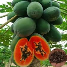 20 Caribbean Red Lady Papaya Seeds - Large Melons - Tropical Fruit Tree - Non-GMO Indoor Plant
