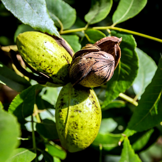 Northern Pecan Trees for Planting | Live Tree Seedlings, 12"-18" Tall |USDA Zones 4-8 | Perfect for Fall Foliage and Winter Gardens
